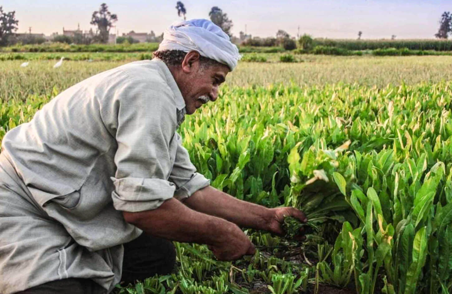 TMN Export – Trade Market Network For Export | Egyptian Fresh & Frozen Produce Supplier